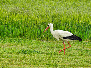 Storch bei der Grasernte 