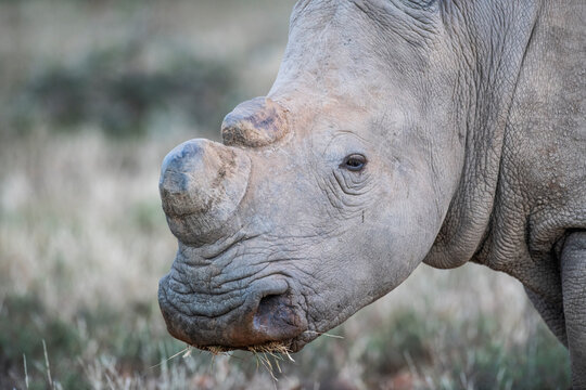 Dehorned White Rhino