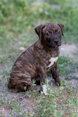 Beautiful Staffordshire Terrier puppy, staffordshire terrier