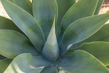 top view of the agave plant Dragon tree, green fox tail agave
