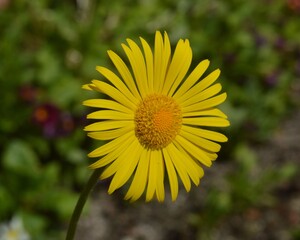 Obraz premium yellow flower in the garden
