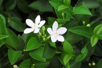 Obraz premium Flowers white wringhtia antidysenterica nature in garden background