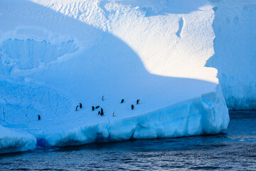 Chinstrap and Gentoo penguins (Pygoscelis antarcticus and Pygoscelis papua) on a huge blue Antarctic iceberg, blue in golden evening light, floating in the cold Bransfield Strait, Antarctica