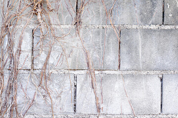 Brown dry roots vines covered old block cement wall background