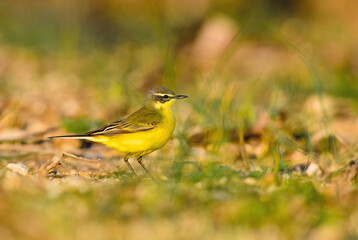 Western Yellow Wagtail - Motacilla flava, beautiful yellow perching bird from European meadows, Pag island, Croatia.
