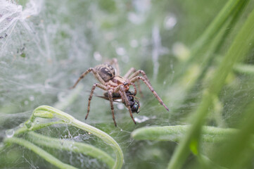Spider