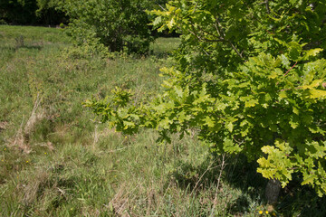 Green Leaves of a Sessile Oak Tree (Quercus petraea) Growing in a Field in Rural Devon, England, UK