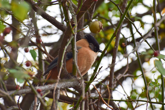 Rufous sibia , a bird found in himalayas .