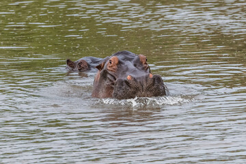 Nearly submerged hippotomus in blue water yawns wide open, showing all its teeth, facing mostly towards the camera, Ngorongoro Conservation Area, Tanzania