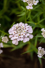 lily of the valley flower