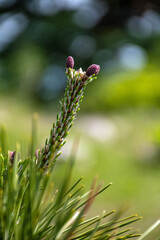 close up of a pine plant