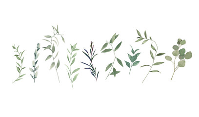 Floral greenery set with eucalyptus branch and herbs on white background. Botanical collection. Vector illustration