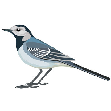 wagtail bird in natural style in blue color, isolated object on white background, vector illustration,