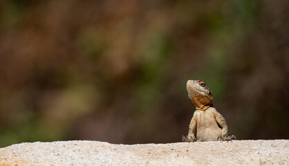 curious lizard leaning on a stone wall in a funny way
