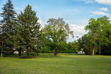 Fototapeta premium Park with mowed lawn in the summer