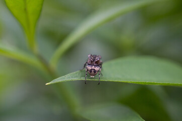 Insect2