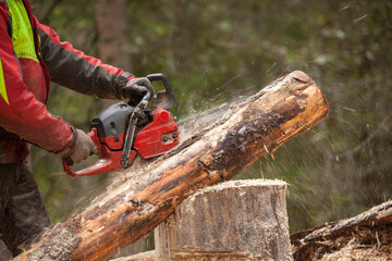 A lumberjack working safely with chainsaw and protection equipment inside an Italian forest