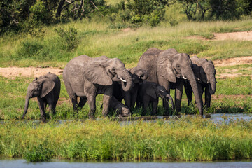 Fototapeta premium Wild african elephant close up, Botswana, Africa
