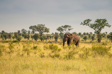 Fototapeta premium Wild african elephant close up, Botswana, Africa
