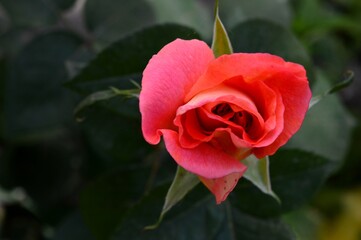 pink rose bud in spring