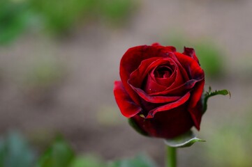 red rose bud in spring