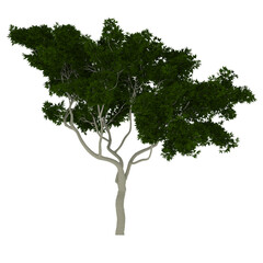 árbol 3