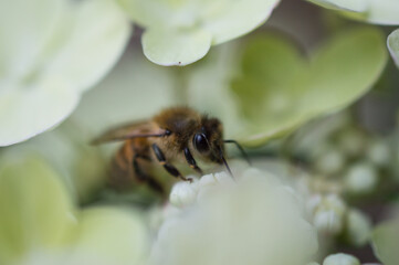 Insect1