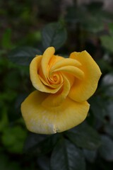 yellow rose bud in spring