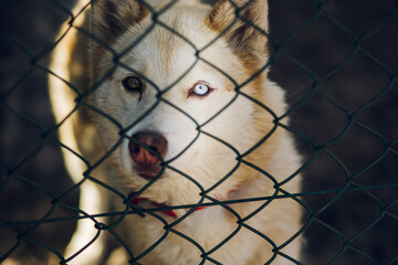 dog in cage
