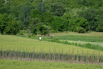 people cultivate the land in the spring
