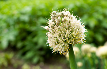 Overblown chives head in spring / summer garden