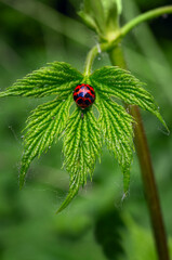 Red ladybug on a green leaf of hops closeup