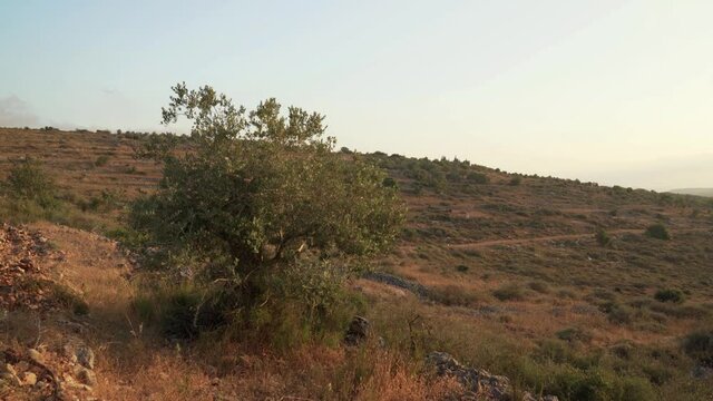 Summer landscape of olive plantations in Samaria, Israel