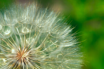 Fluffy dandelion close-up