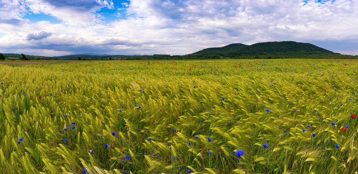 Panorama of a wheat field with golden ears of wheat and wild blue cornflowers