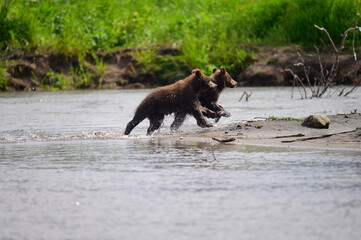 Ruling the landscape, brown bears of Kamchatka (Ursus arctos beringianus)