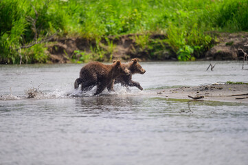 Ruling the landscape, brown bears of Kamchatka (Ursus arctos beringianus)