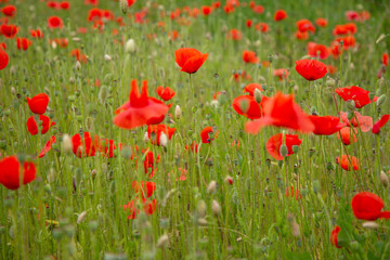 Fototapeta na wymiar Red poppy flowers in a meadow. (The flowers of the common poppy – also called field or corn poppy – Papaver rhoeas.) Shot in 2016 in Slovakia.
