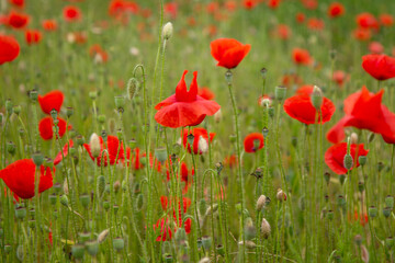 Naklejka na ściany i meble Red poppy flowers in a meadow. (The flowers of the common poppy – also called field or corn poppy – Papaver rhoeas.) Shot in 2016 in Slovakia.