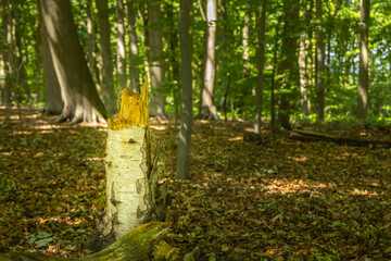 Old woodland in western Europe