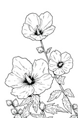 Rose of Sharon. Mugunghwa, the national flower of South Korea. Vector line art illustration.