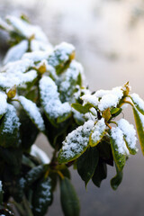 rhododendrons leafs in snow