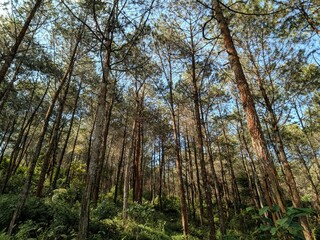 pine trees in the mountains