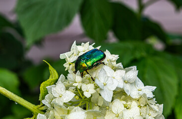 green beetle on the flowers of white hydrangha in the garden