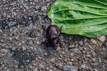 beetle on gray on gray stones green sheet summer day