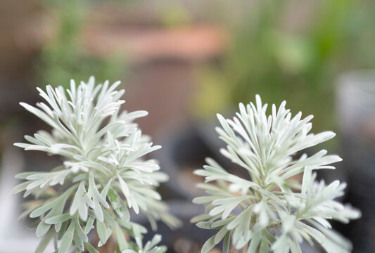 Close-up of Chinese wormwood leaves (Crossostephium Chinese) with blurred background/defocus
