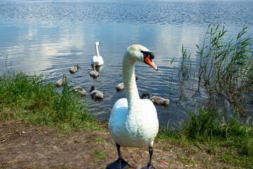 Family of wild swans on the lake. Strong proud bird. Natural wildlife. Close-up