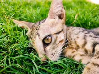 Cute kitten relaxing on green grass