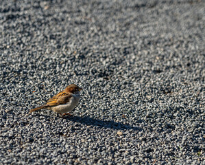 Close-Up Of Sparrow on the ground