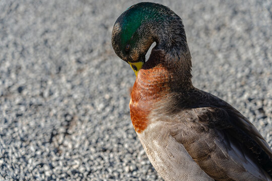 Mallard duck isolated; closeup image